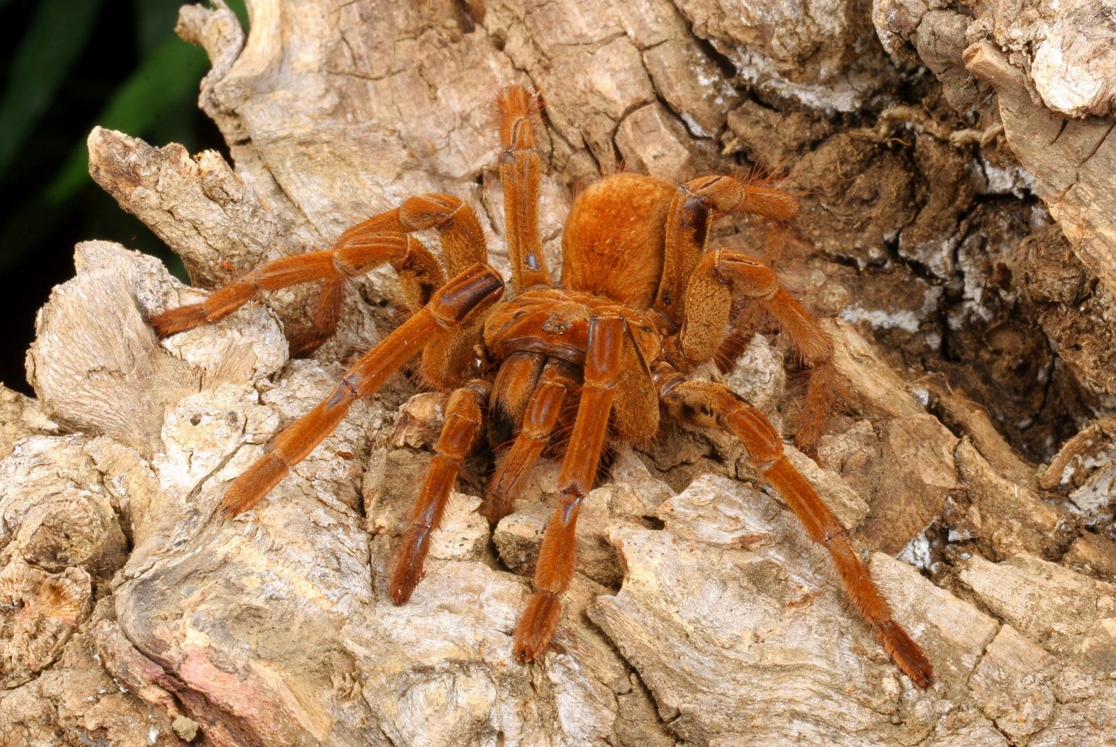 Are Bird-Eating Spiders Poisonous? Real Safety Guide