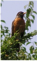 Photo of American robin