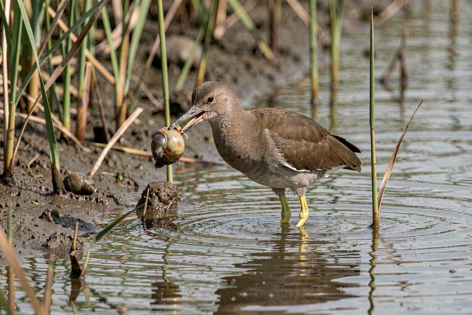 Florida limpkin hunting an apple snail at the pond edge